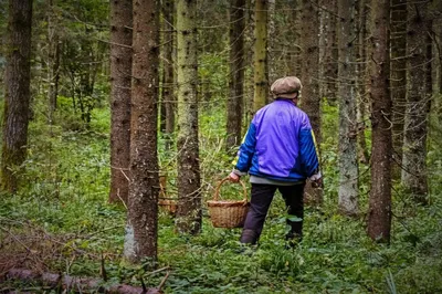 Фото с очаровательной женщиной, окутанной атмосферой леса