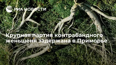 Фотоискусство природы: Женьшен в лесу на качественных изображениях.