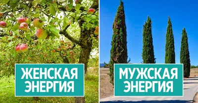 Фотография женского дерева в стиле арт