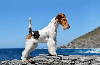 Собака-спортсмен: фото жесткошёрстного фокстерьера на забеге