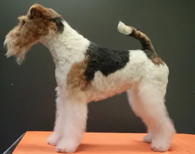 Собака-компаньон: фото жесткошёрстного фокстерьера с хозяином