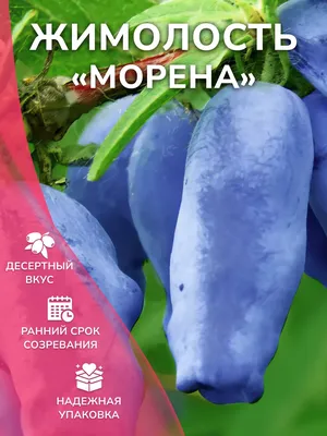 4K фото морены жимолости скачать бесплатно