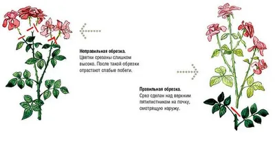 Фотография розы с жировым побегом: скачивайте в выбранном формате