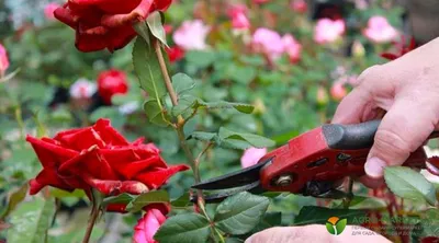 Фото розы: жировой побег придает особую красоту
