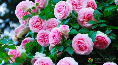 Фотография розы с жировым побегом: скачивайте в выбранном формате
