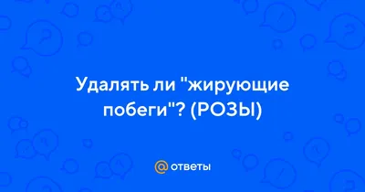 Картинка розы с эффектным жировым побегом: выбирайте желаемый размер 