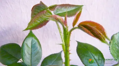 Живописная роза с жировым побегом: выбирайте желаемый размер фотографии