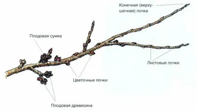 Роскошная роза с жировым побегом: настраивайте формат загружаемого изображения