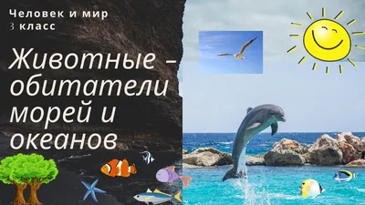 Фотографии морской жизни на вашем Mac - погрузитесь в мир океана