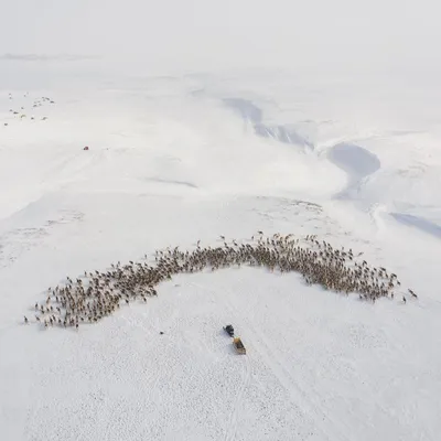 Загадочные создания тундры на фото