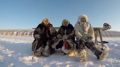 Фотографии жителей тундры: красота в дикой природе