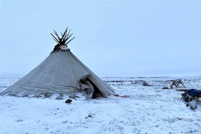 Уникальные моменты из жизни жителей тундры на фото