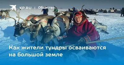 Великолепные фотографии животных, обитающих в тундре