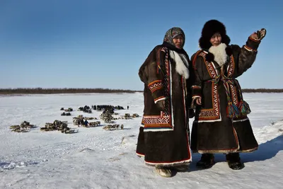 Фотографии жителей тундры: встреча с дикой природой