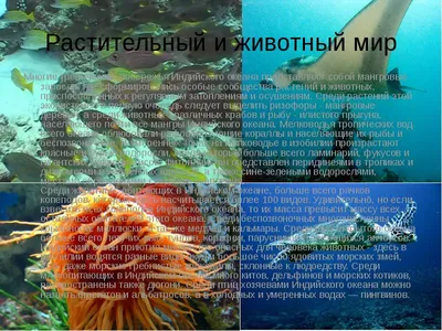 Коралловые красавцы: Захватывающие снимки морской жизни