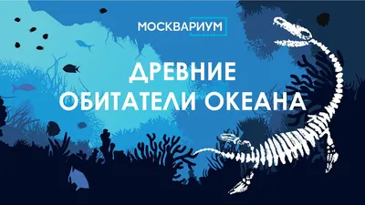 Фотографии морских созданий на обоях для телефона: бесплатные обои в хорошем качестве