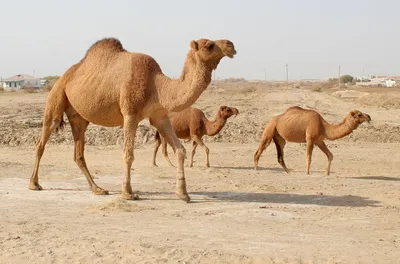 Животные пустыни фотографии