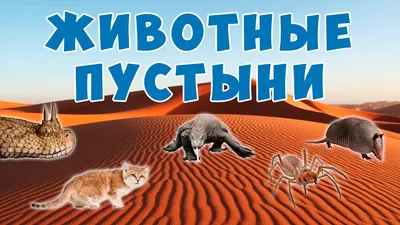 Новые изображения животных пустыни в Full HD качестве