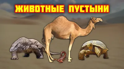 Фото животных пустыни в формате PNG для загрузки