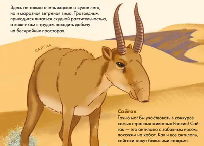 Фотографии животных, обитающих в самых суровых пустынях мира