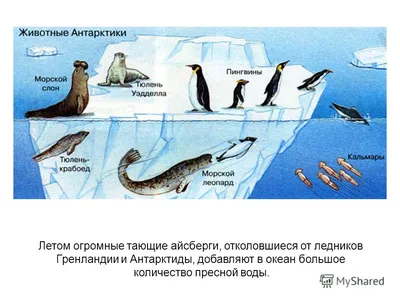 Ледяные герои океана: Фото великолепных животных под ледяным небом