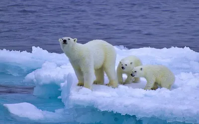 Ледяные загадки: Фотографии таинственных созданий под водой