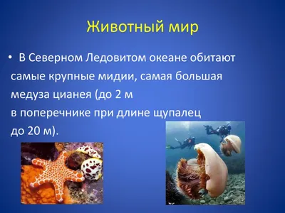 Загадочные морские создания: Рисунки северного океана