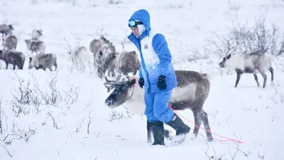 Фотографии животных тундры 2024 года