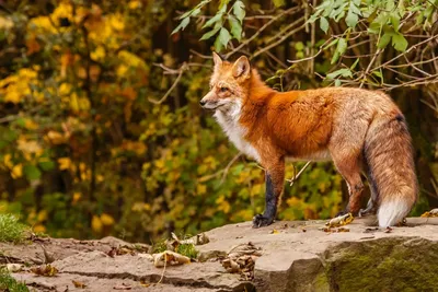 Фотографии животных в лесу в формате jpg: насладитесь моментами