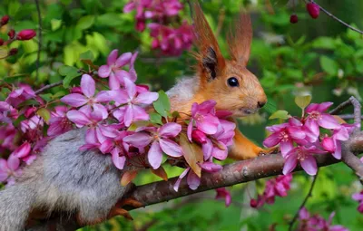 Весенние фотографии животных: природа во всей красе