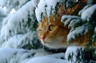 Зимний флорист: Животные в орнаментах из снега