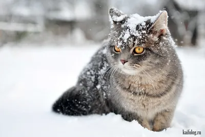 Зимний фотопарад: Животные в красочных костюмах зимы