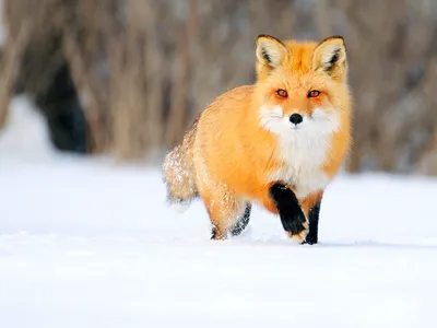 Животных зимой фотографии