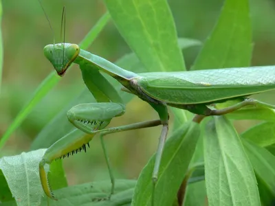 Фотографии жука богомола: красота природы в HD качестве
