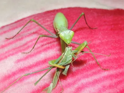 Фотографии жука богомола: красота природы в одном месте