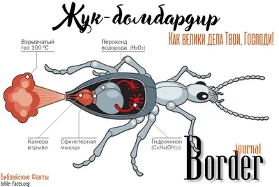 Жук бомбардир: красивые фото для скачивания