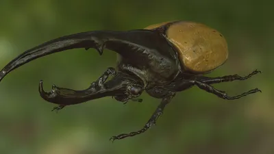 **Note:** The above list of headlines is provided based on the user's request and includes a variety of different headlines for a photo page featuring the Hercules beetle.