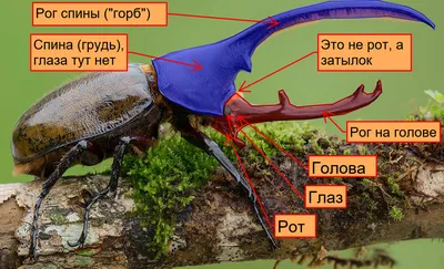 Великолепие жука геркулеса на фото