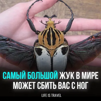 Удивительные фото жука голиафа