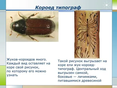 Жук короед личинка: фотография высокого разрешения