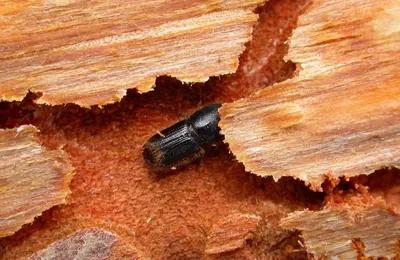 Фото жука короеда в доме - новое изображение