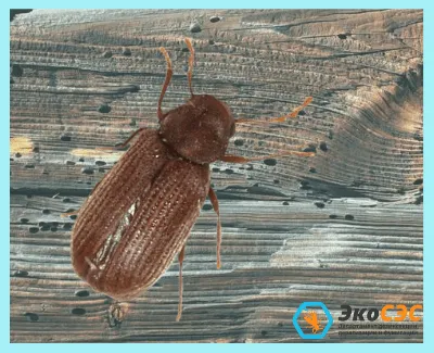 Фото жука короеда в доме - WebP формат
