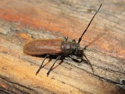Изображение жука короеда в доме в формате PNG