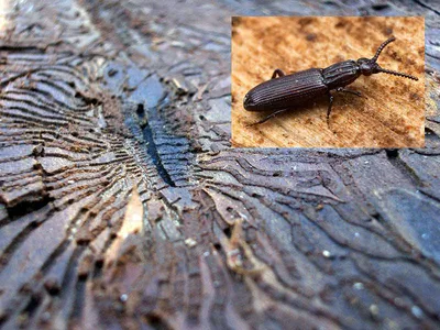 Впечатляющие снимки жука короеда в доме