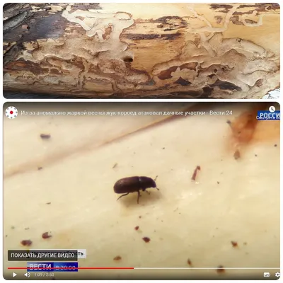 Фото жука короеда в доме: удивительные моменты