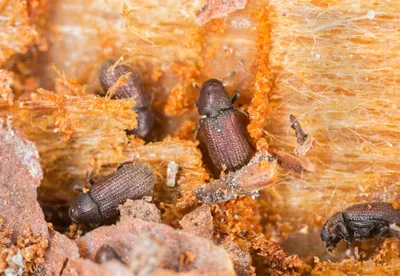 Фотографии жука короеда в доме: удивительные детали