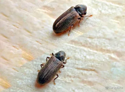 Фото жука короеда в доме: редкое явление природы