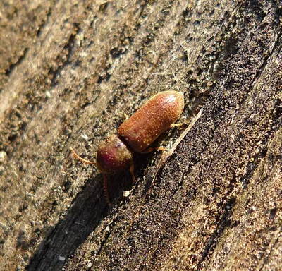 Удивительные фотографии жука короеда внутри дома