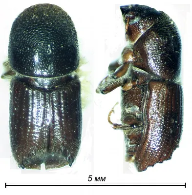 Изображение жука короеда в формате PNG