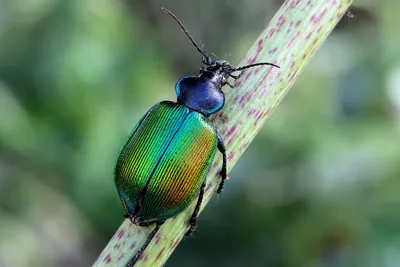 Фото жука красотел в полном разрешении